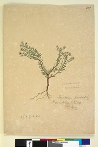 Seite 258. Poranthera ericifolia von John William Lewin